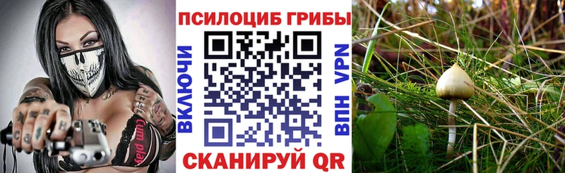 Псилоцибиновые грибы Psilocybine cubensis  Зима 